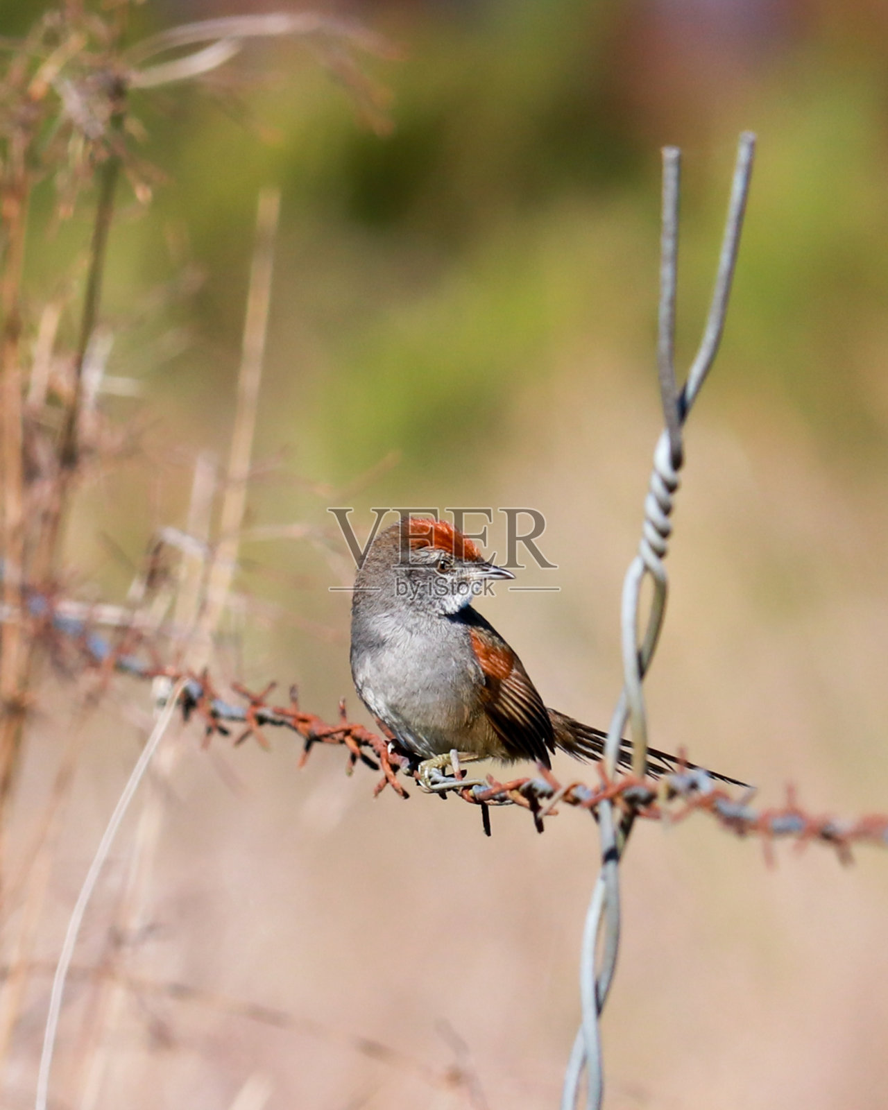 约翰Tenenem照片摄影图片