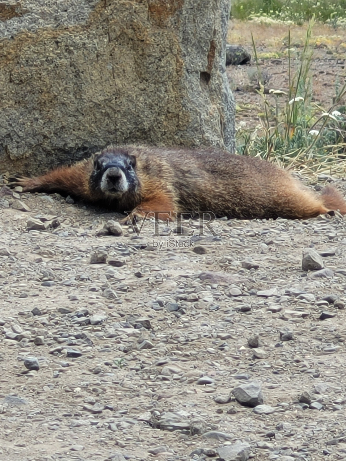 野生动物照片摄影图片