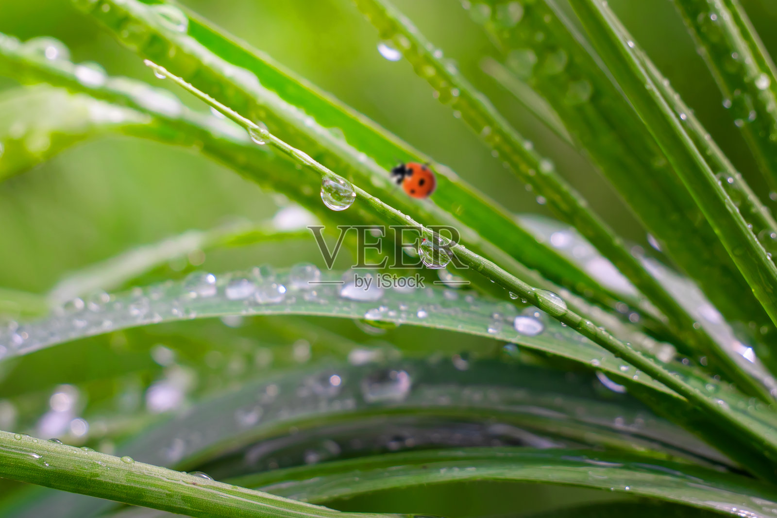 绿草地上的瓢虫。照片摄影图片