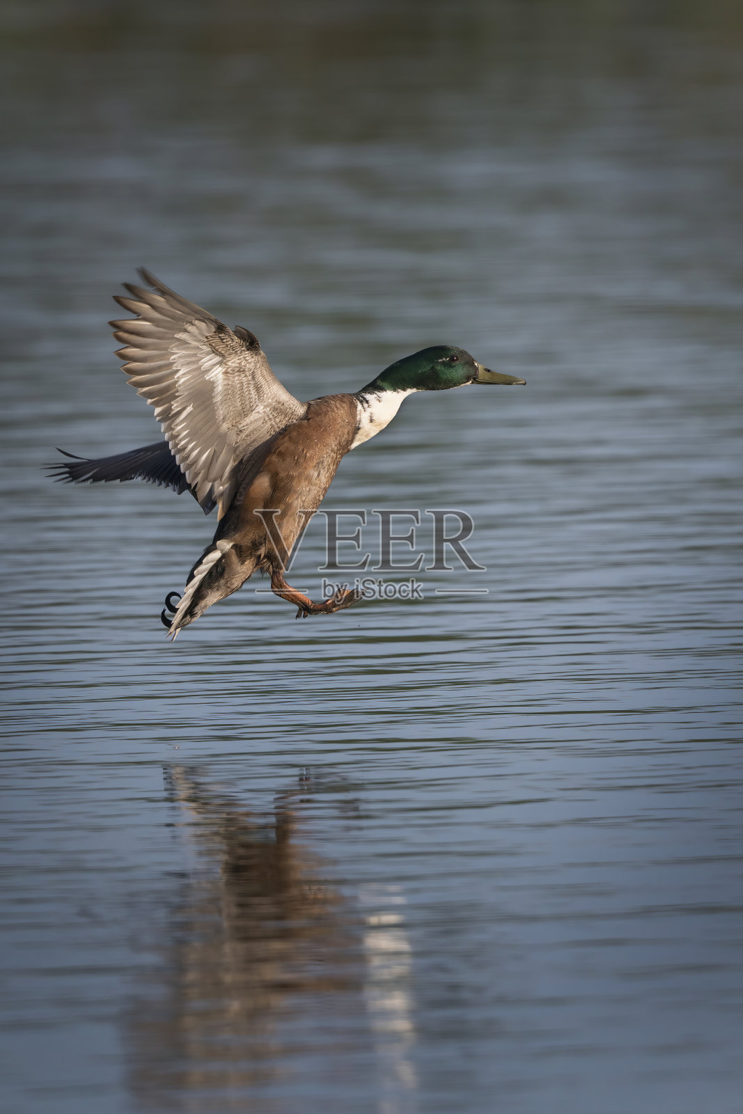 绿头鸭进入水花降落照片摄影图片