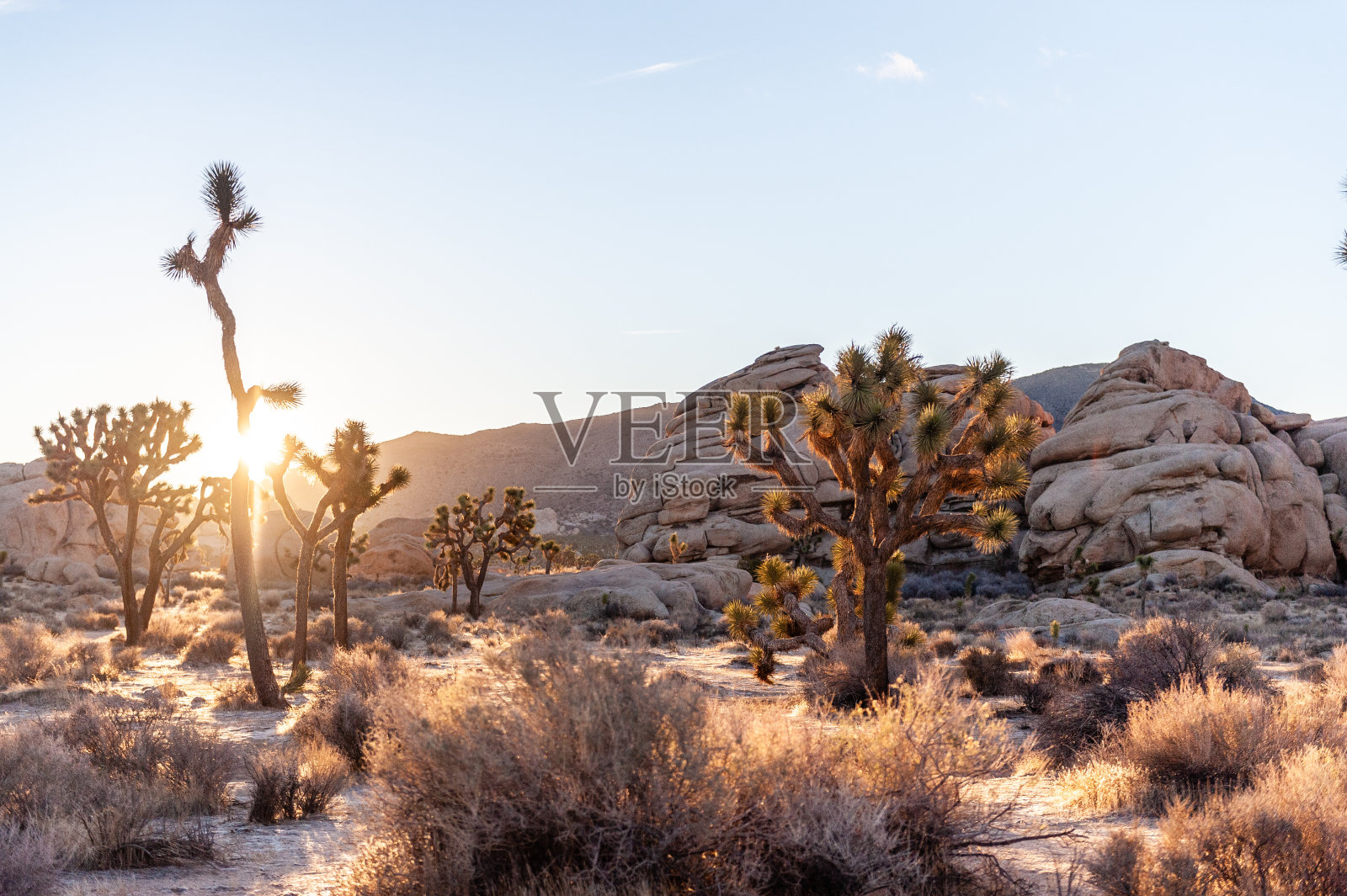 约书亚树的日出照片摄影图片
