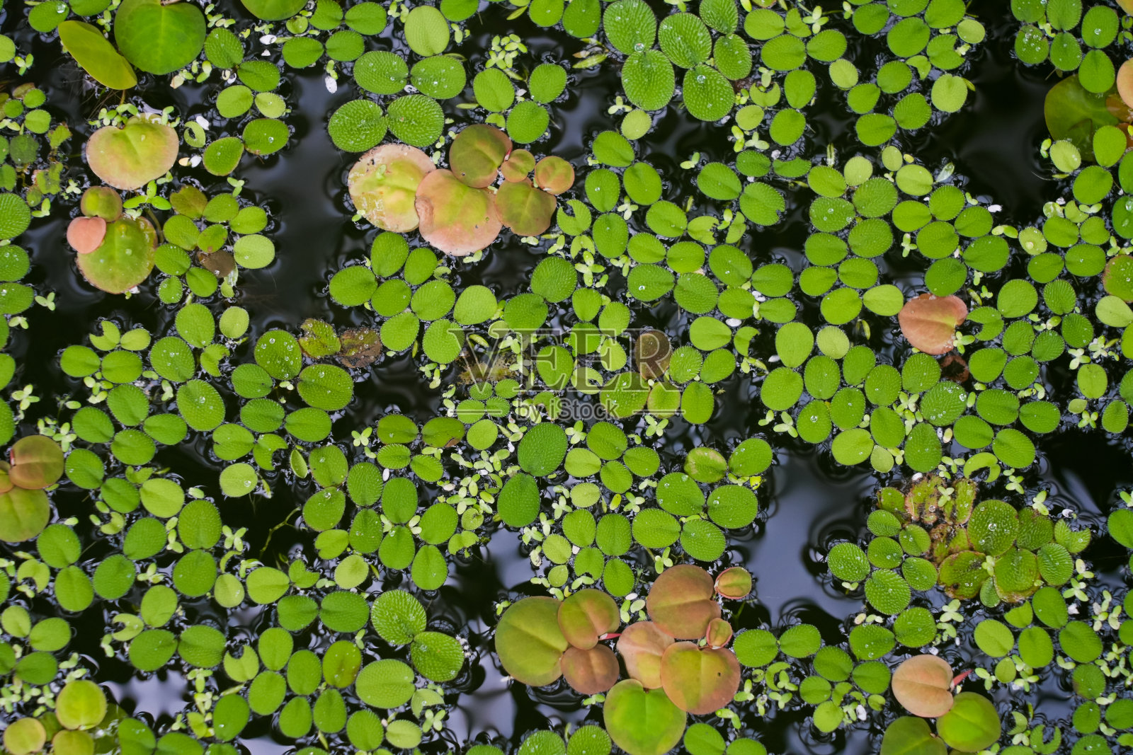 绿色水生植物生长在黑暗的水面上。自然背景。照片摄影图片