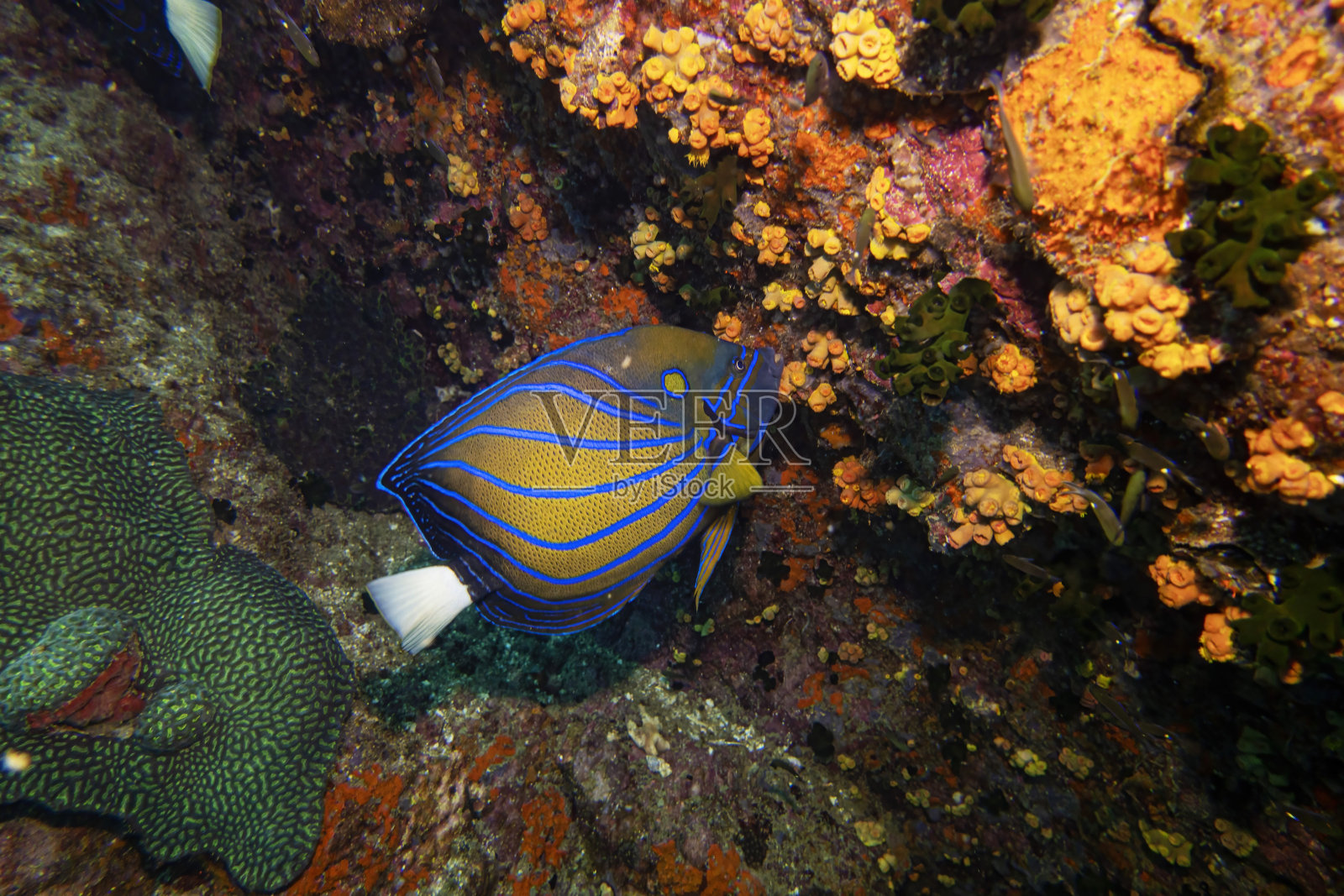 蓝环天使鱼在深蓝色的大海和岩石背景的彩色珊瑚礁景观中游泳和吃珊瑚照片摄影图片