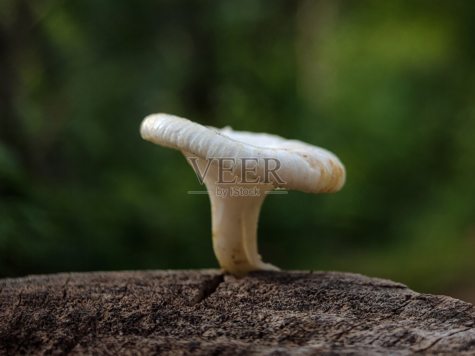 印度尼西亚亚齐森林边缘的白蘑菇。照片摄影图片