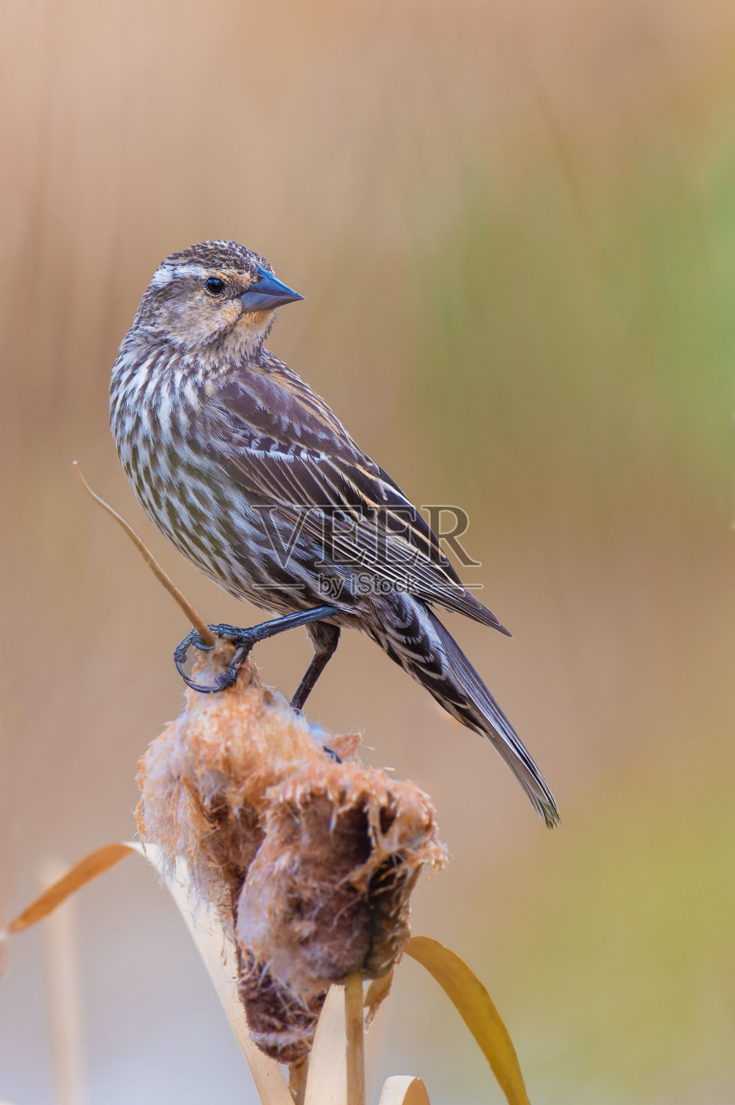 栖息在茂盛的绿色草地上的花茎上的白眉鸟照片摄影图片