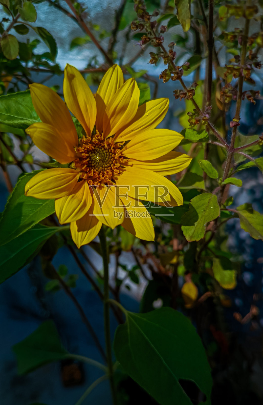 向日葵照片摄影图片