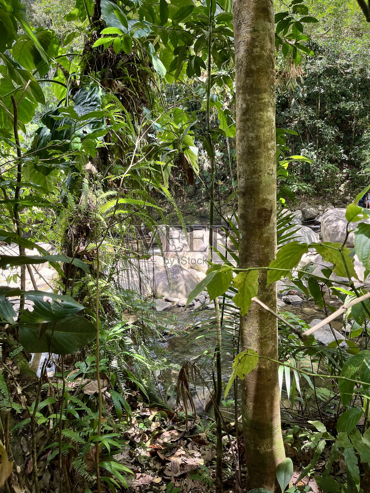 热带雨林照片摄影图片