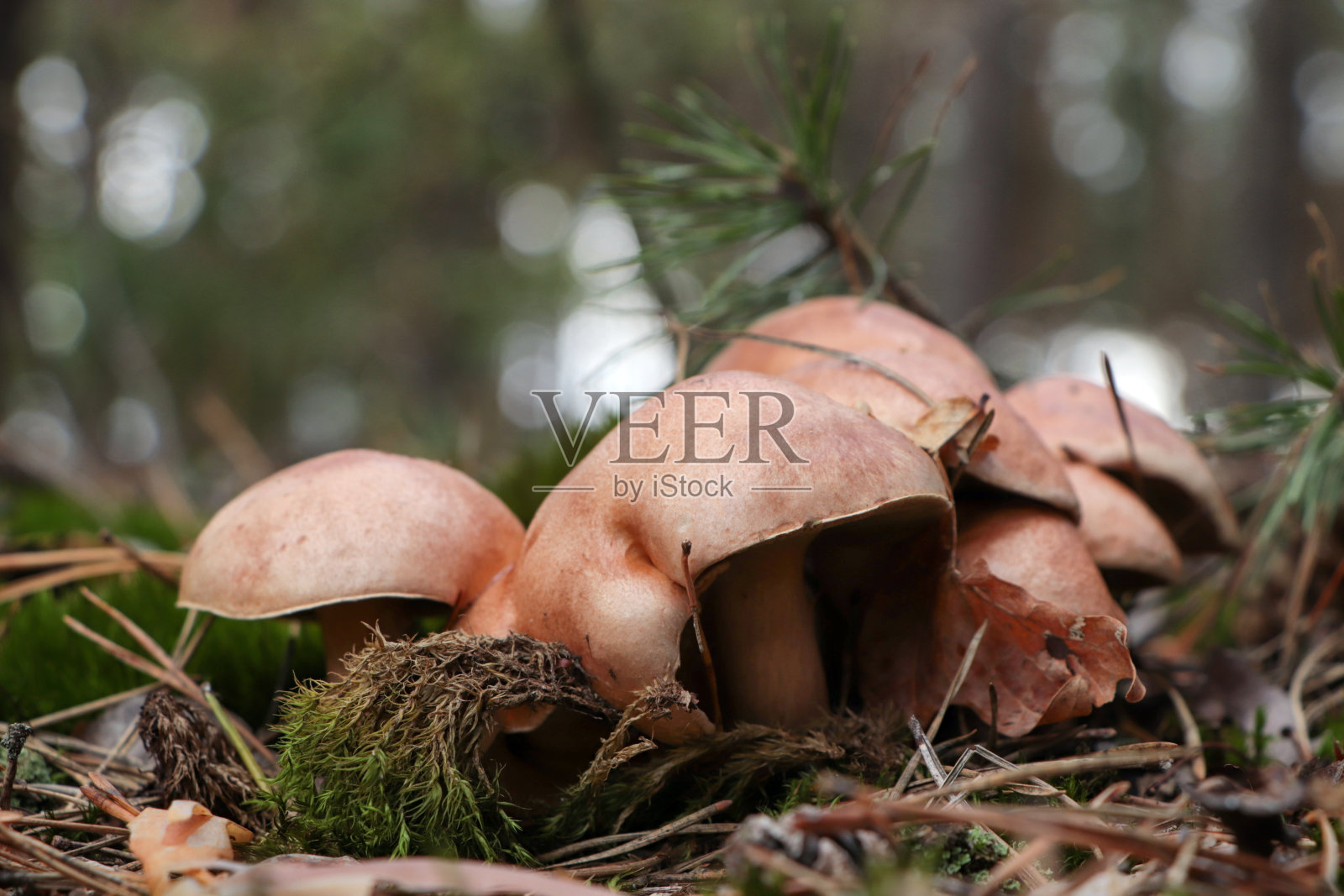 美丽的小蘑菇生长在地面上的户外,特写照片摄影图片