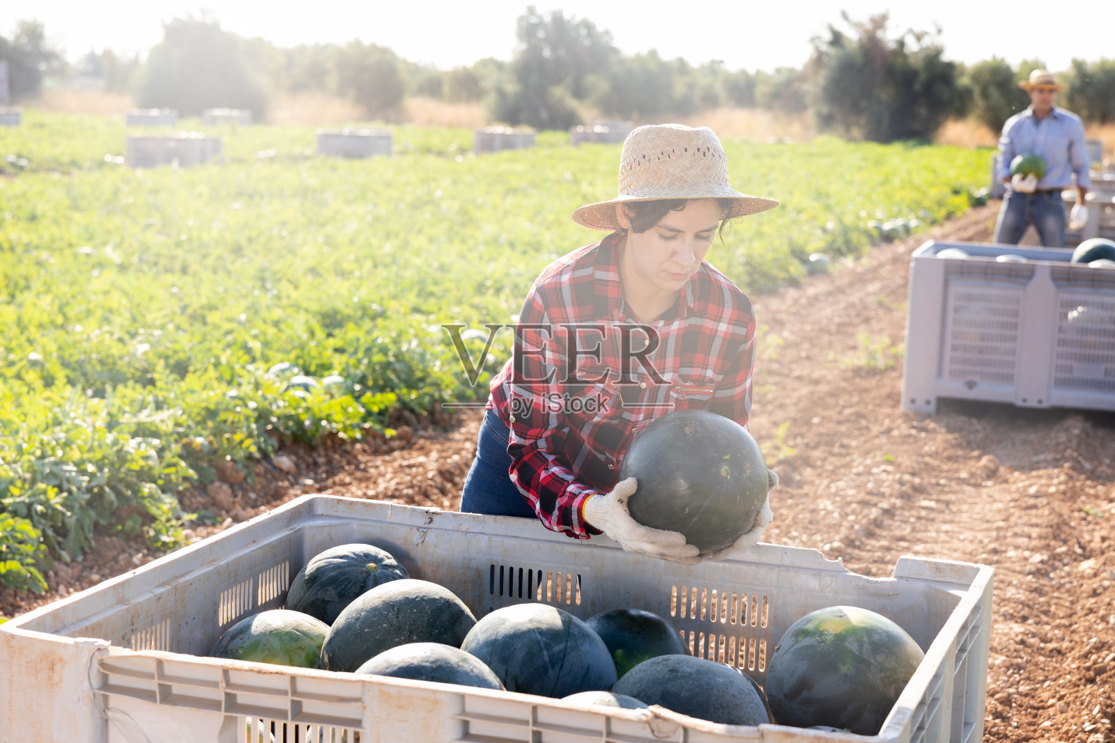 在水果农场收割西瓜的妇女照片摄影图片