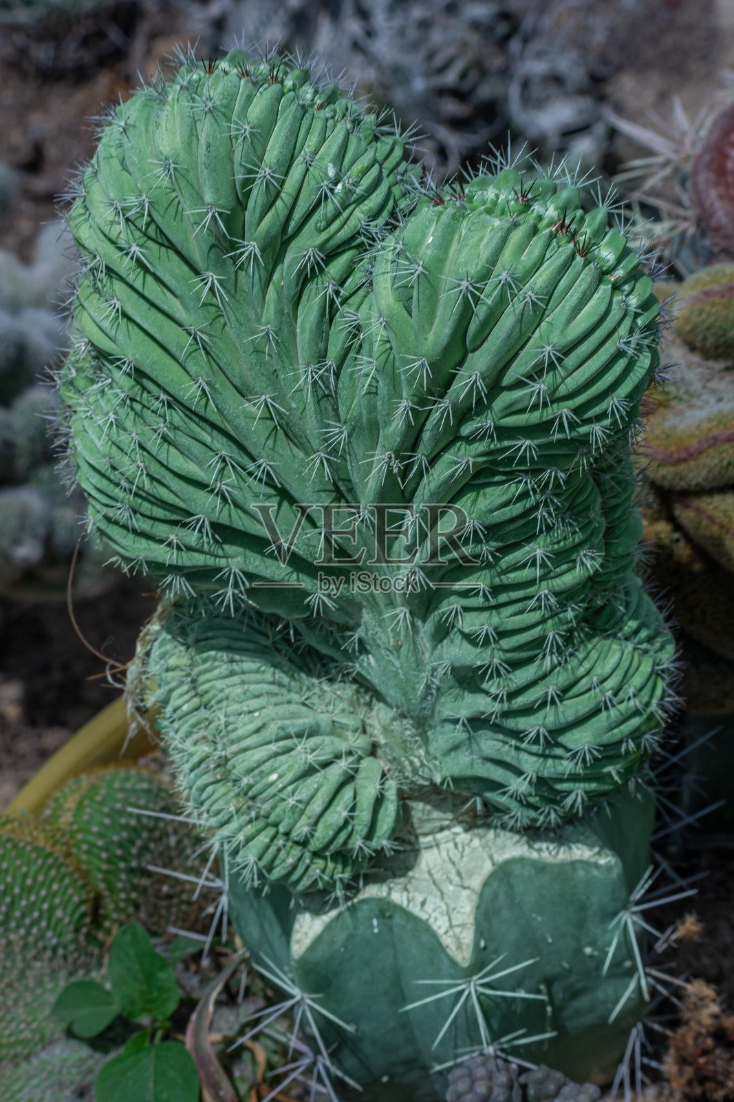 芦荟植物造型照片摄影图片