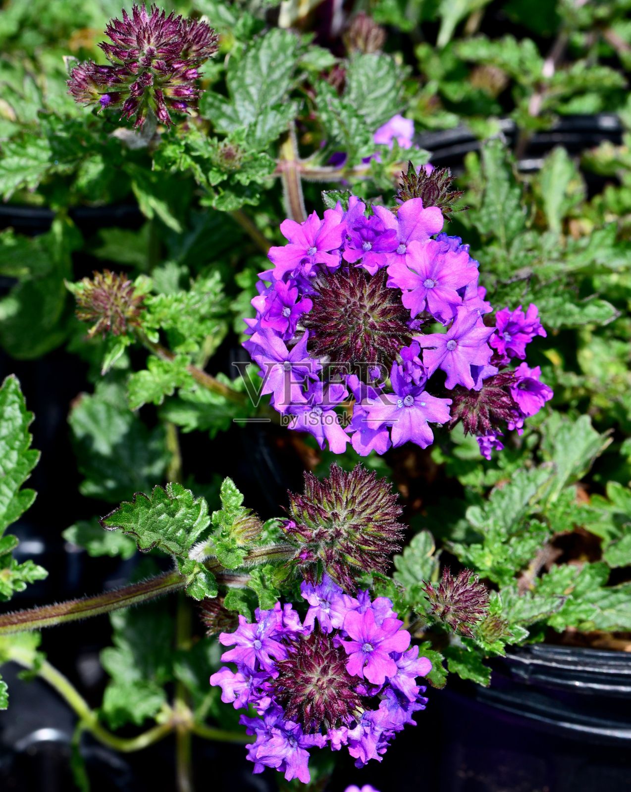 在花园里生长的充满活力的马鞭草花的特写镜头。照片摄影图片