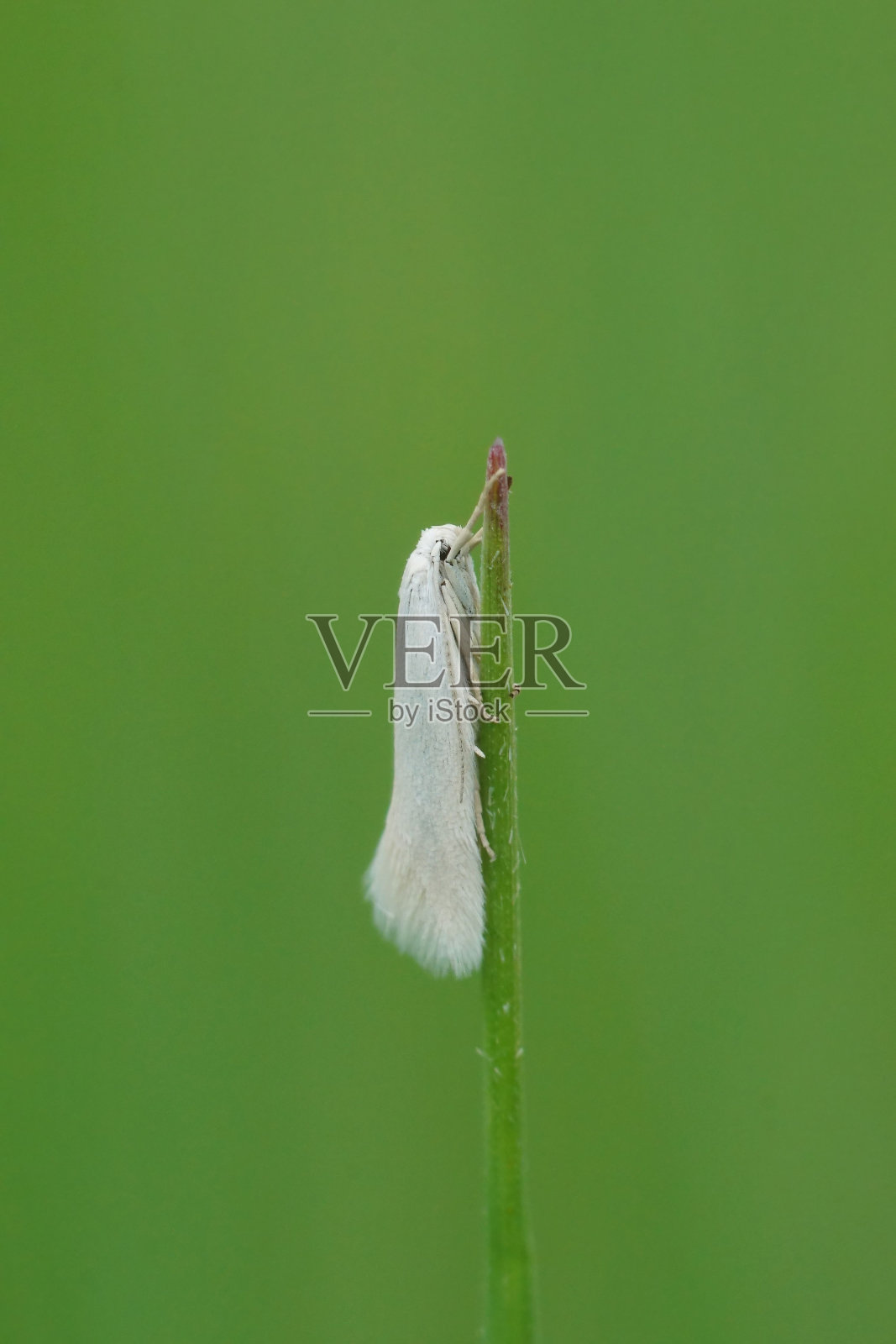 悬挂在绿色草地上的白蛾(Elachista argentella)的垂直特写照片摄影图片