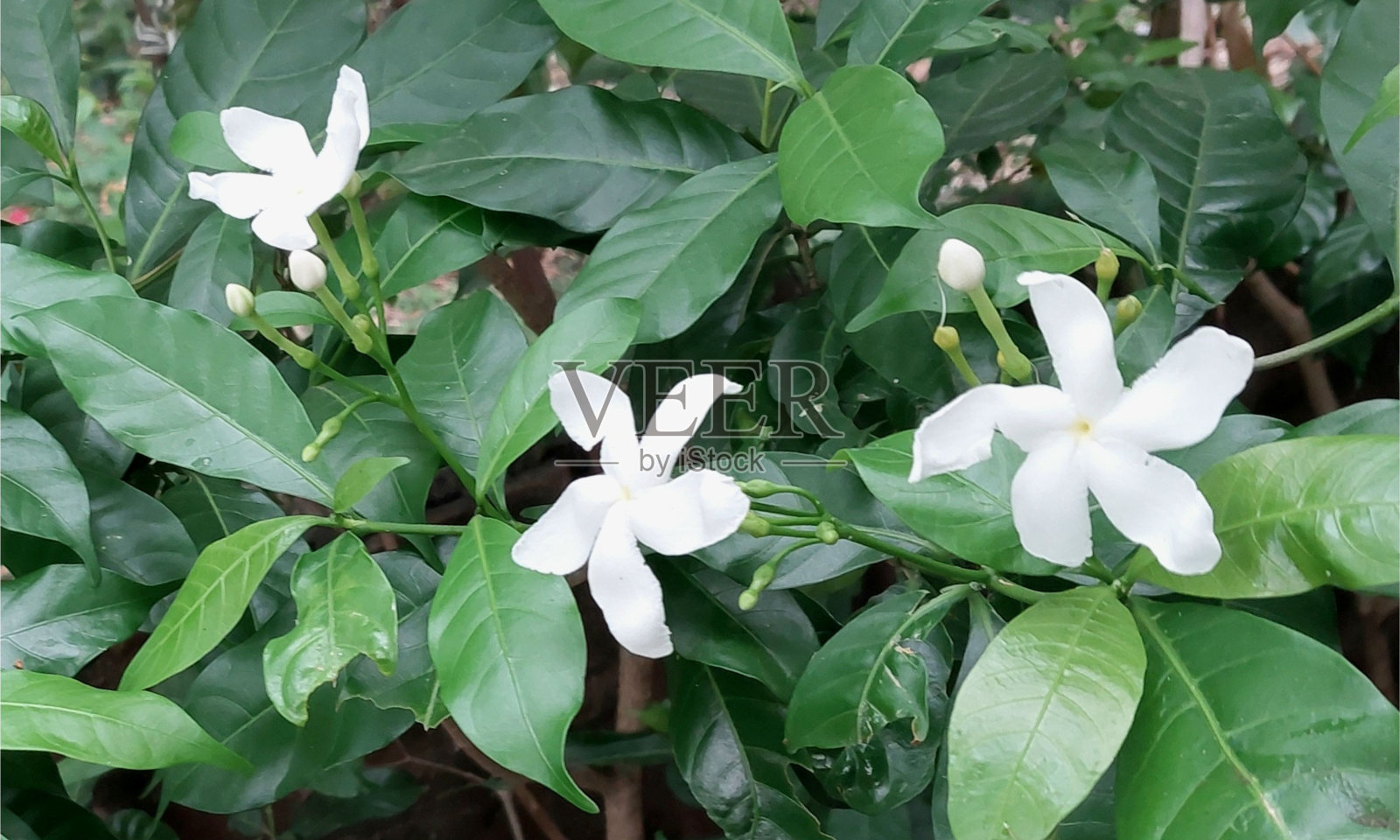 花照片摄影图片