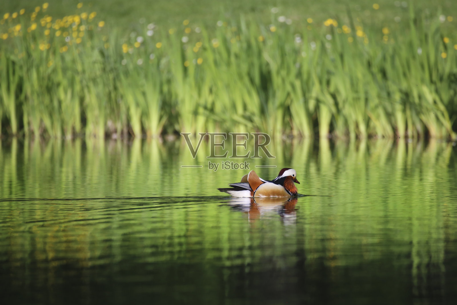 鸳鸯照片摄影图片