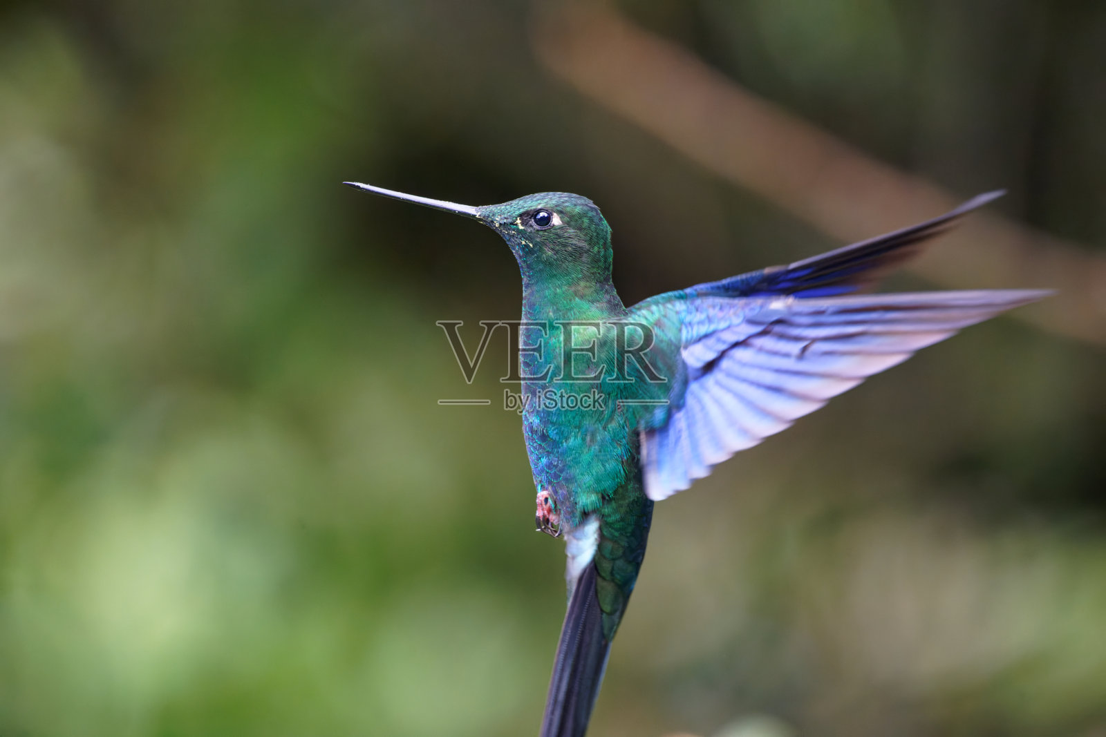 大蓝宝石蜂鸟照片摄影图片