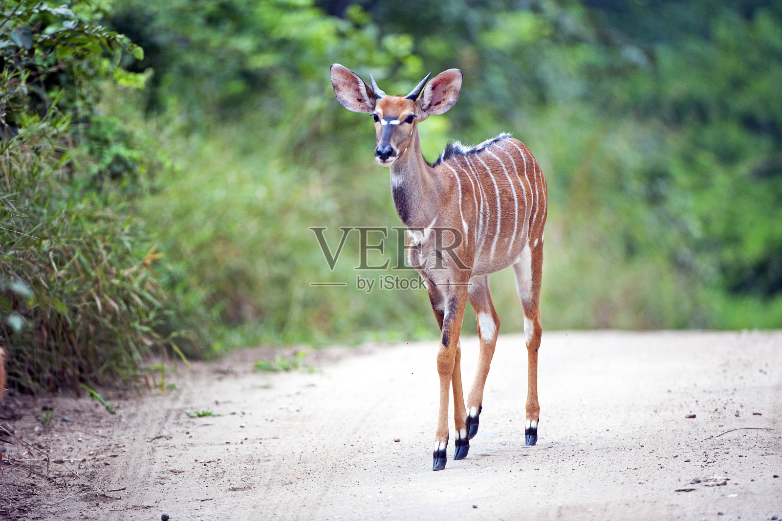 年幼的尼亚拉羚羊,马杰特野生动物保护区,马拉维,非洲照片摄影图片