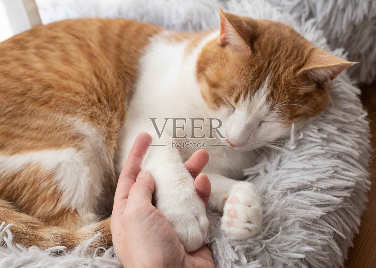 猫和人的互动照片摄影图片