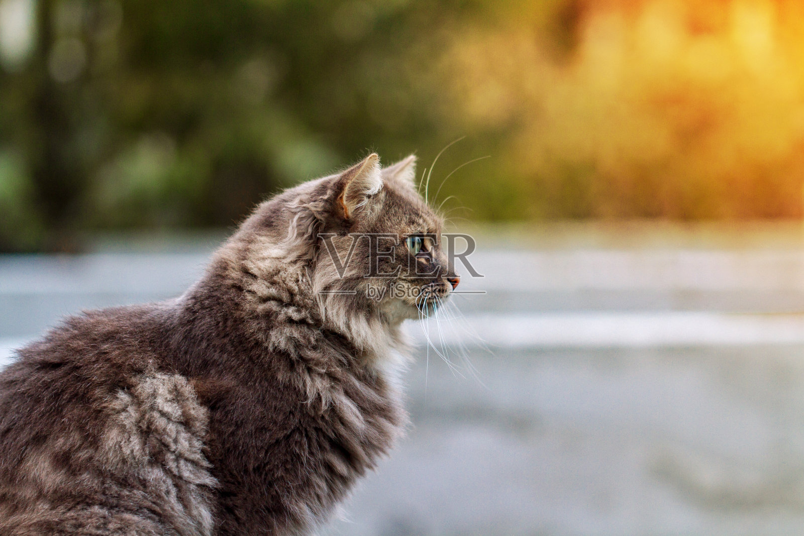 条纹灰猫户外照片摄影图片
