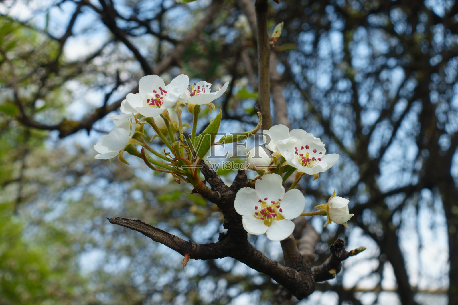 4月梨树白花的冠状花序照片摄影图片