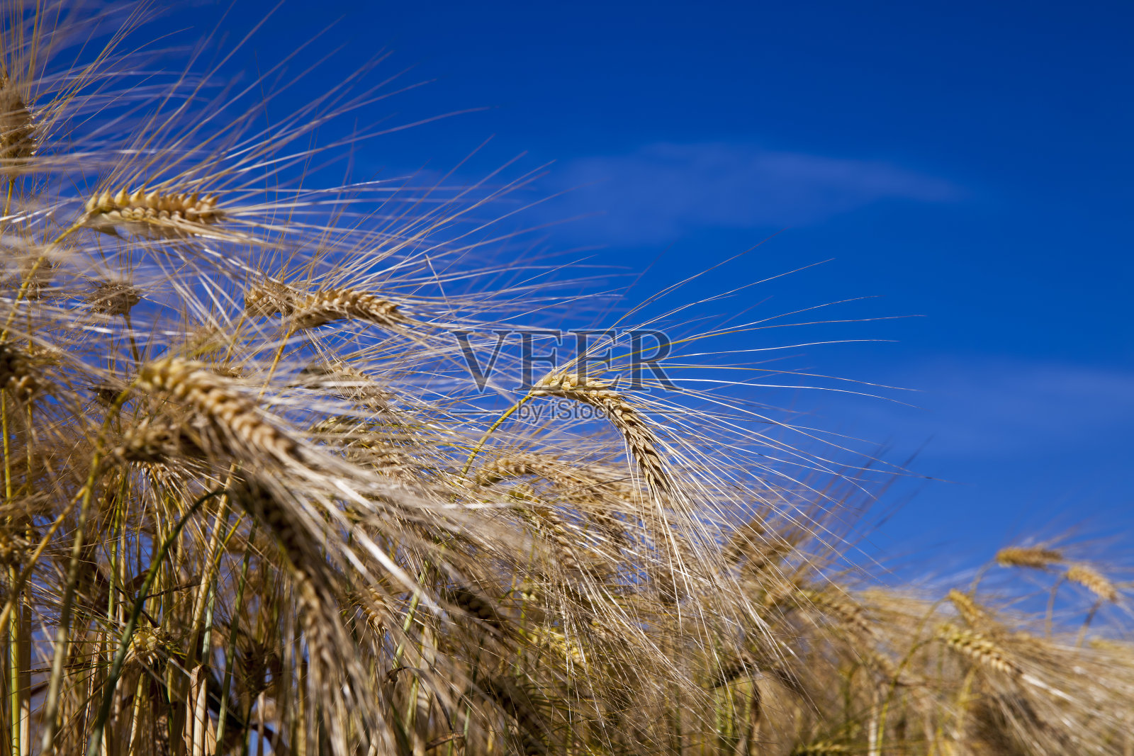 农田里有大量的黄色谷物照片摄影图片