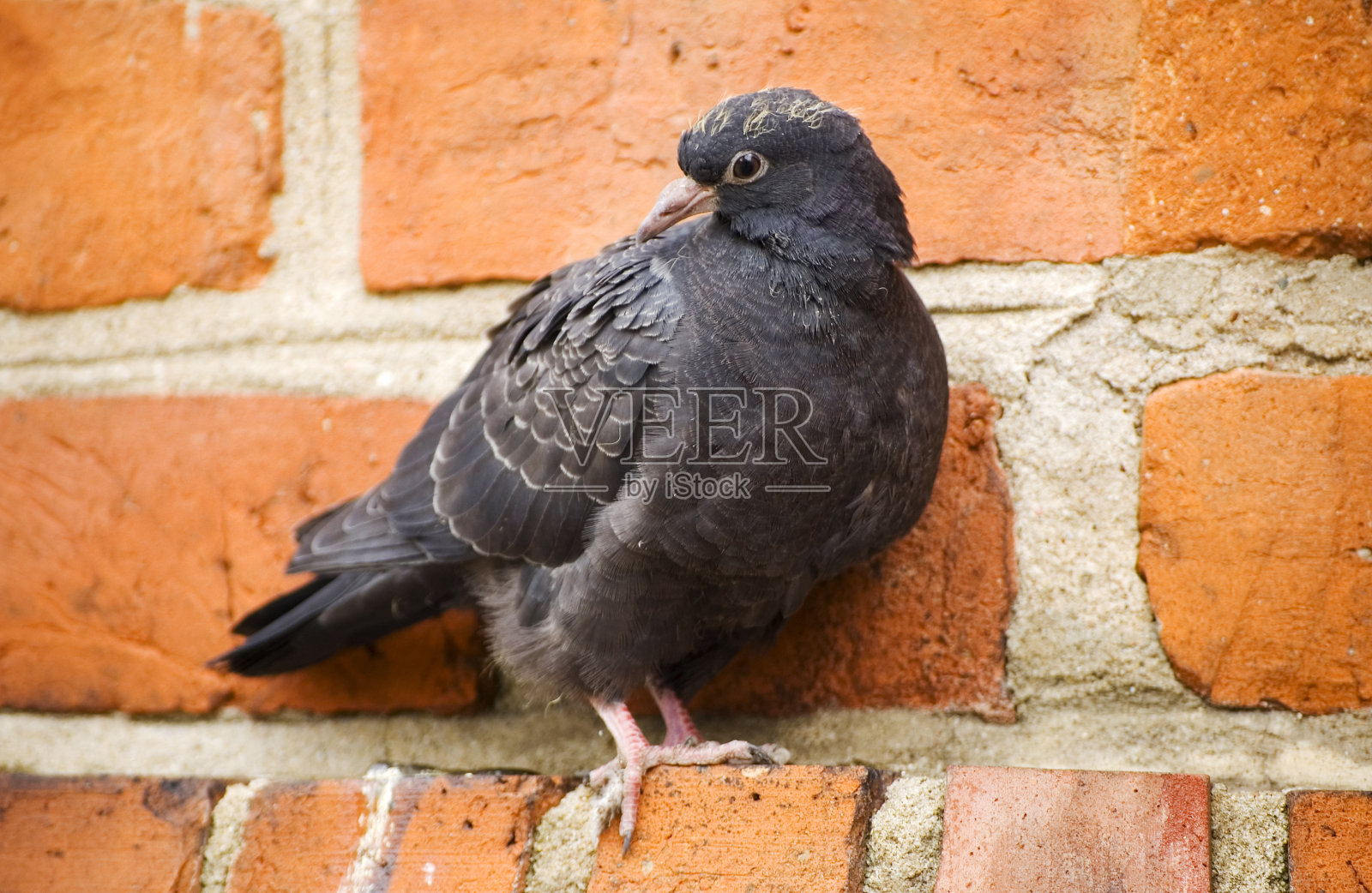 栖息在砖墙上的幼鸽照片摄影图片