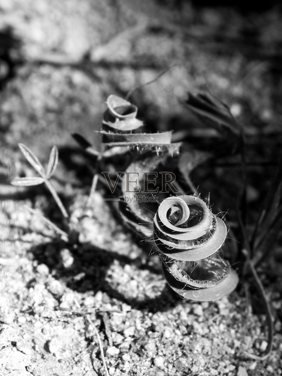 南非纳马夸兰干旱的灌木丛中,一种名为Gethillis spiralis的库卡马克兰树卷曲的叶子呈黑白相间照片摄影图片