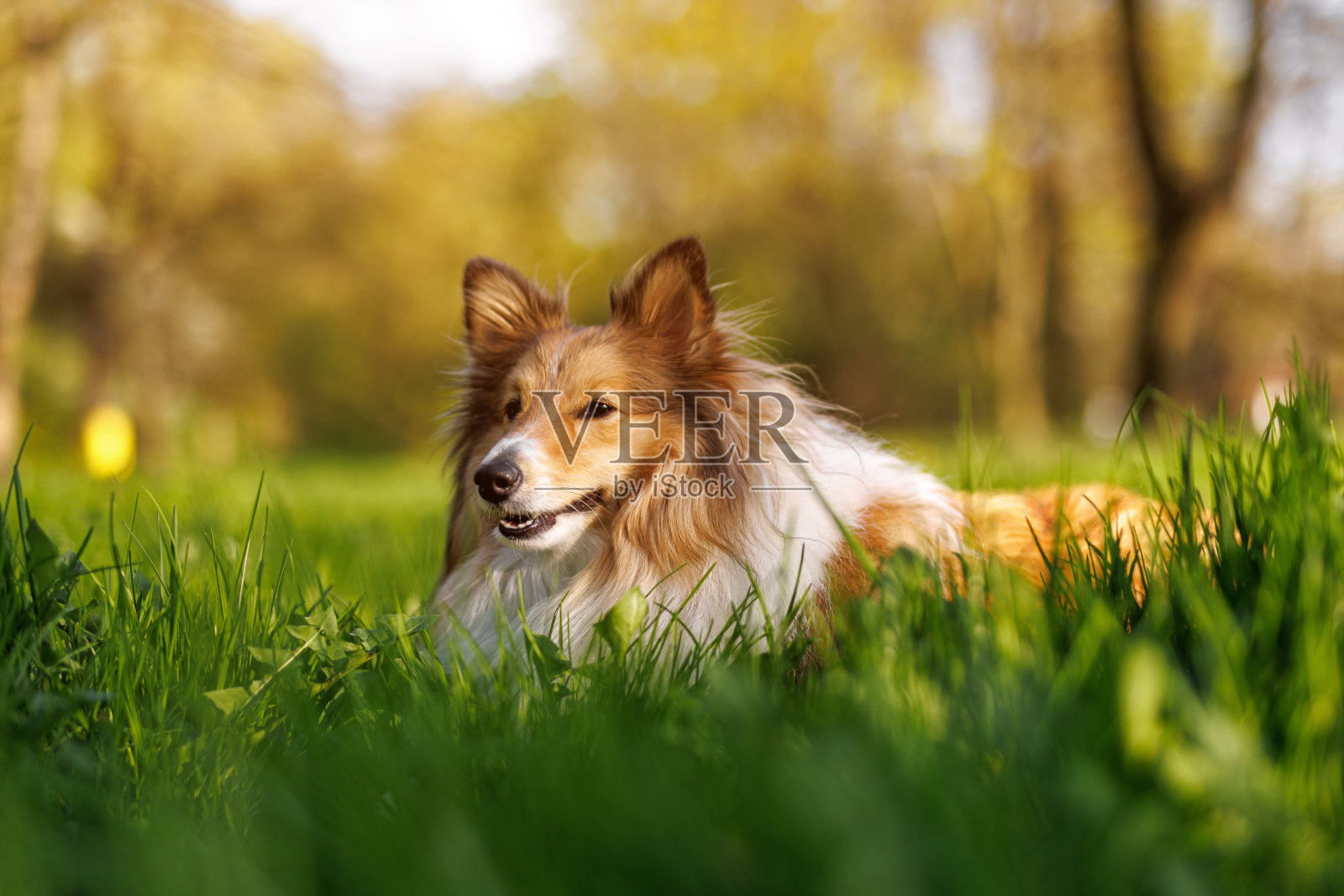 绿草地上的设得兰牧羊犬。照片摄影图片