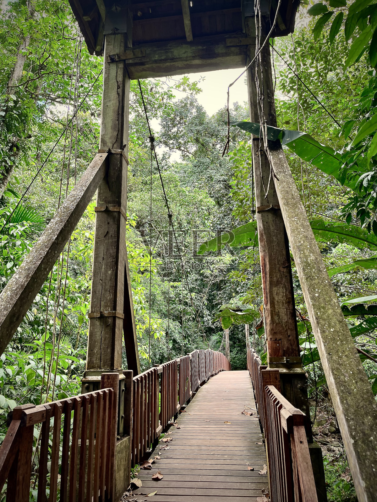 雨林中的木质吊桥照片摄影图片
