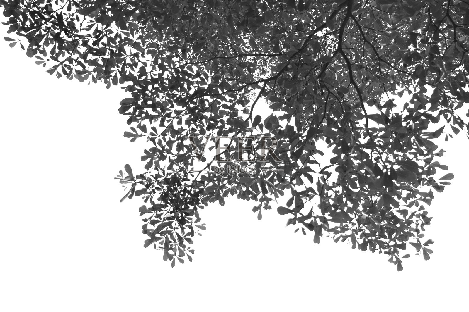 剪影树枝孤立与白色背景和剪贴路径。照片摄影图片