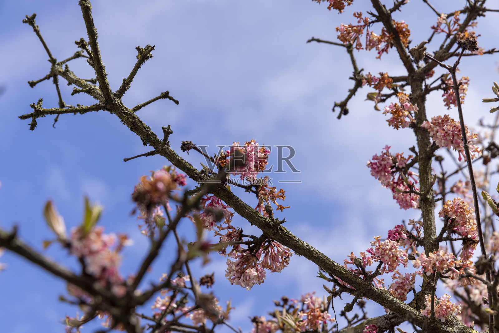 春天开红花的灌木照片摄影图片