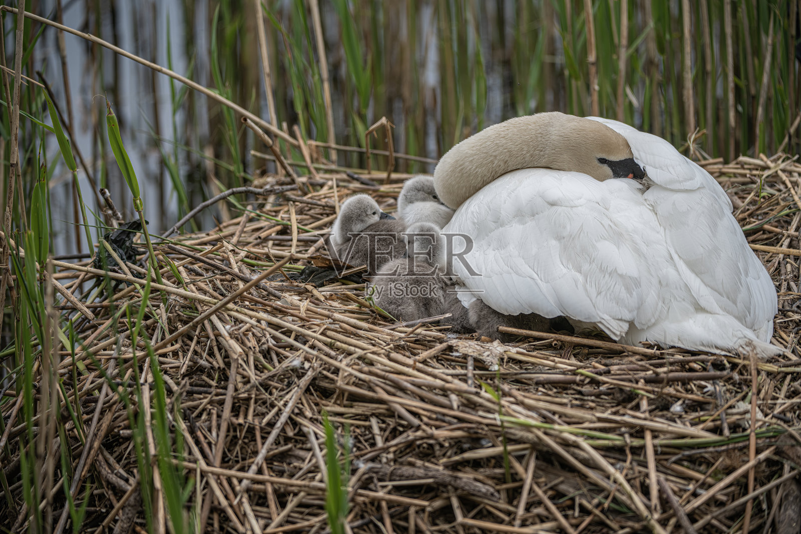小天鹅murdieston大坝照片摄影图片