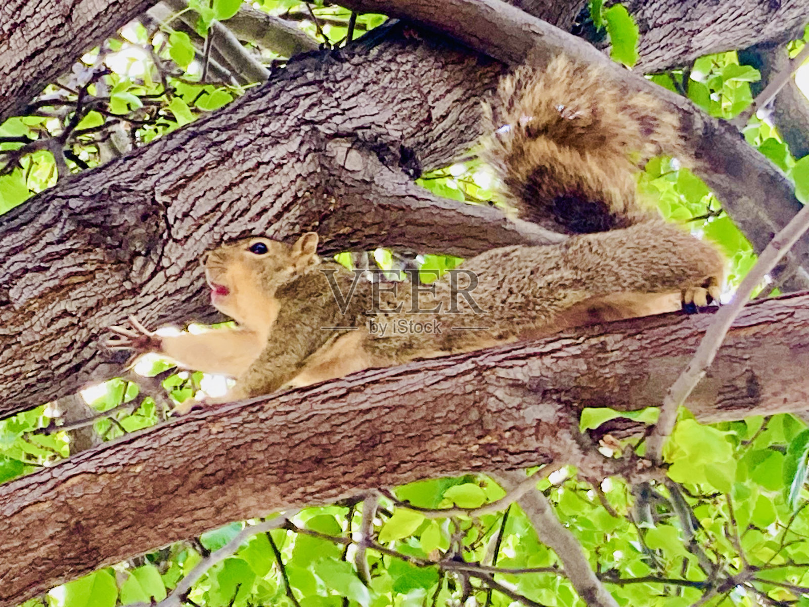 达到松鼠照片摄影图片