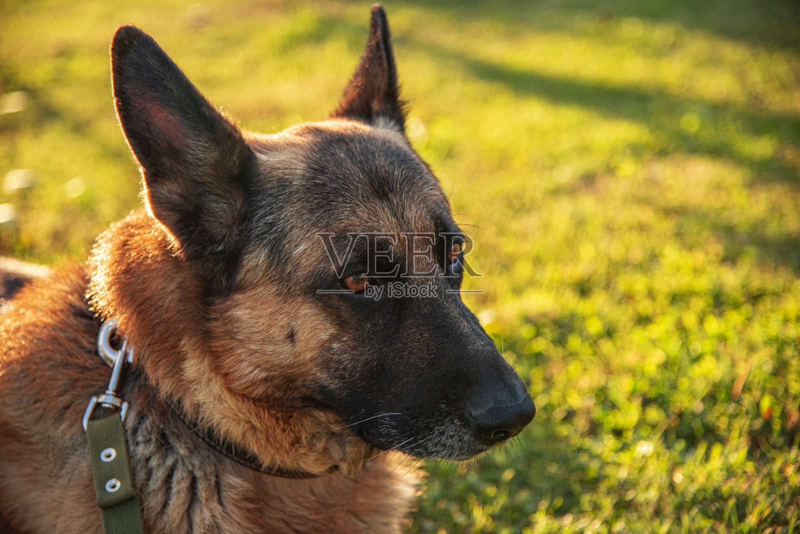 美丽的德国牧羊犬。照片摄影图片