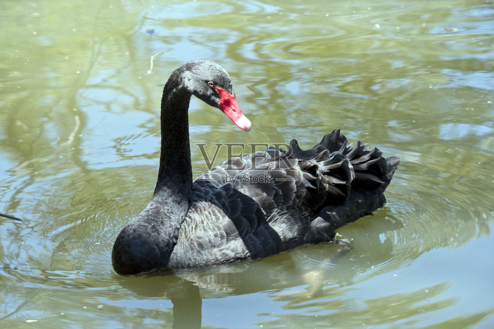 黑天鹅在湖里游泳照片摄影图片