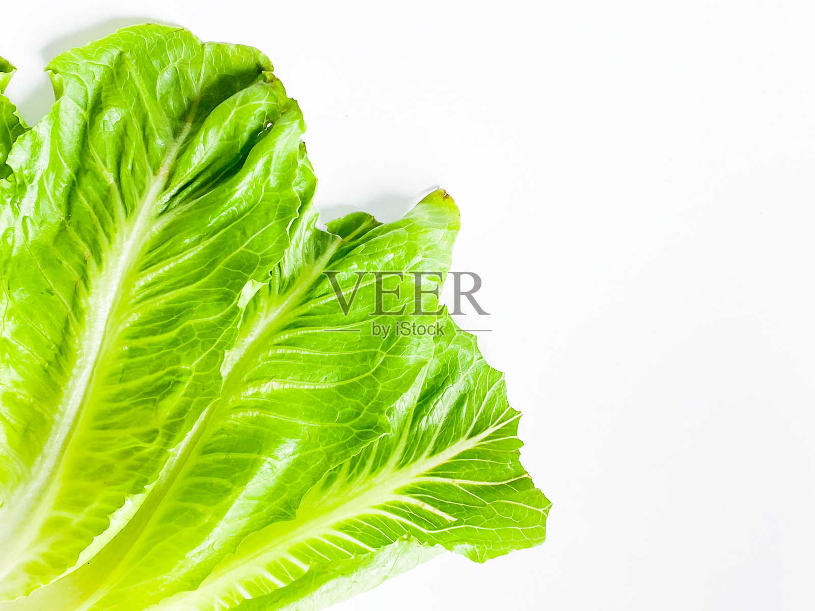 新鲜的绿色cos生菜叶孤立在白色的背景。照片摄影图片