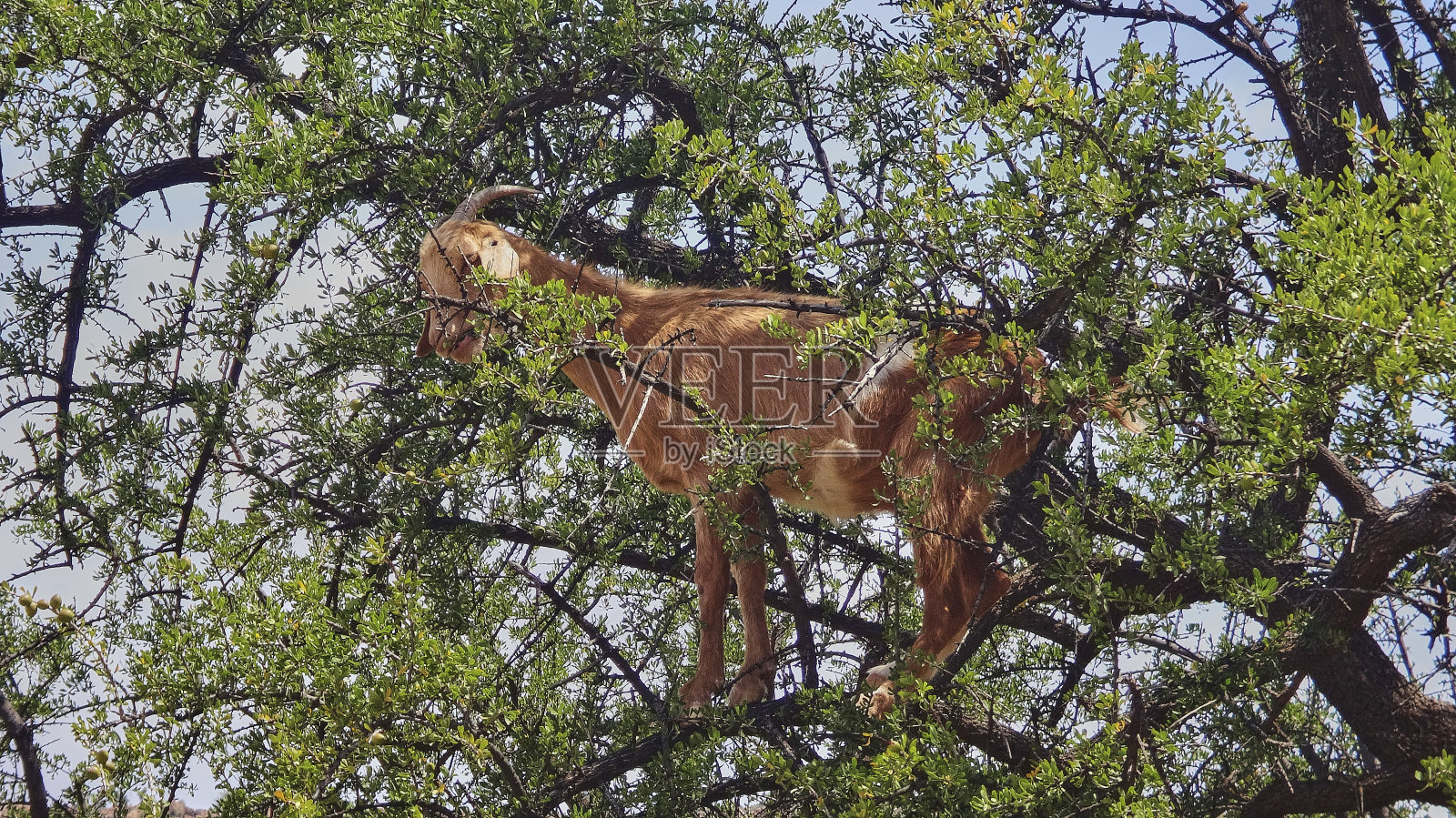 山羊站在一棵摩洛哥坚果油树上爬树。照片摄影图片