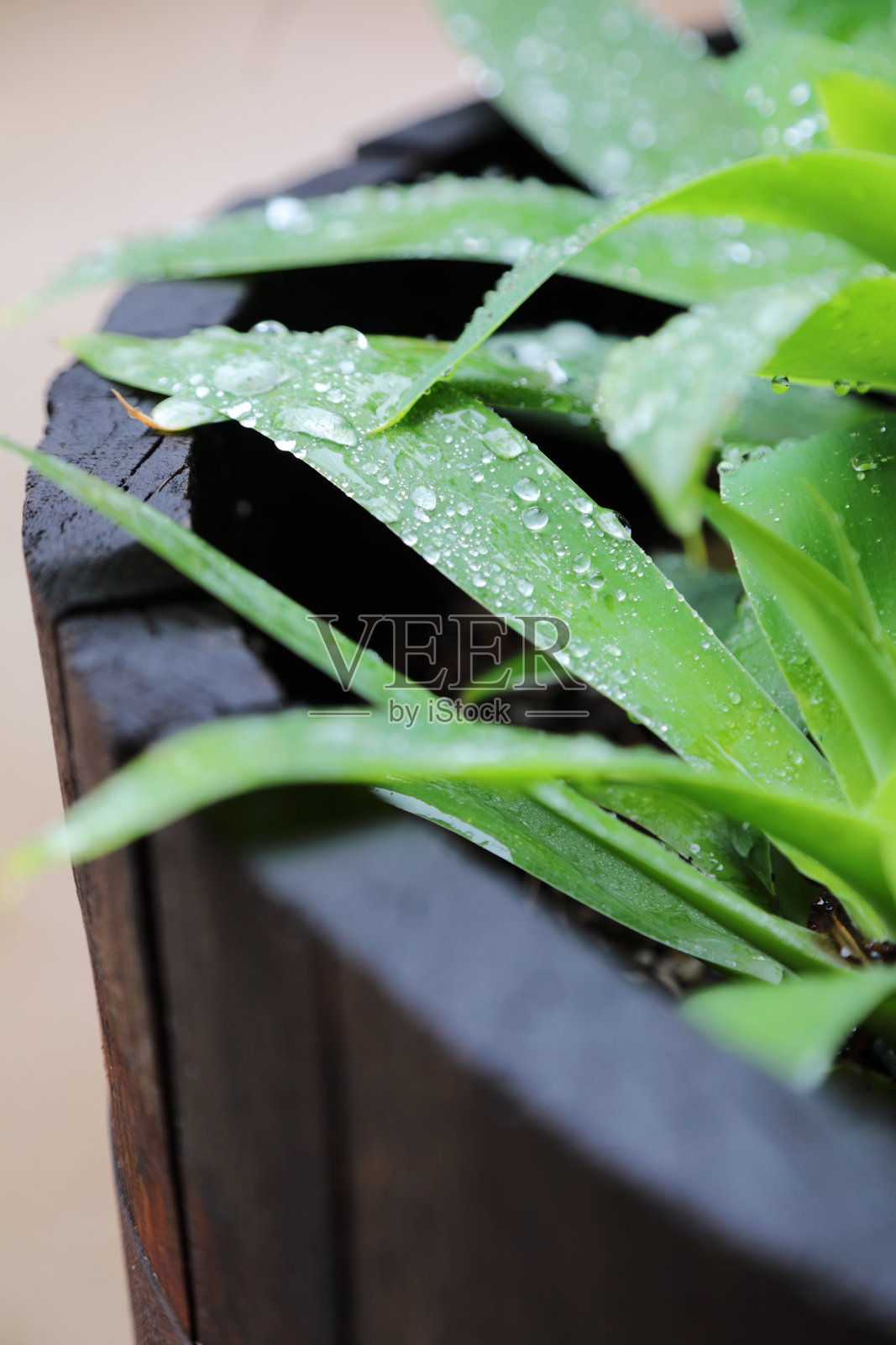 雨滴落在天鹅的脖子上龙舌兰垂直照片摄影图片