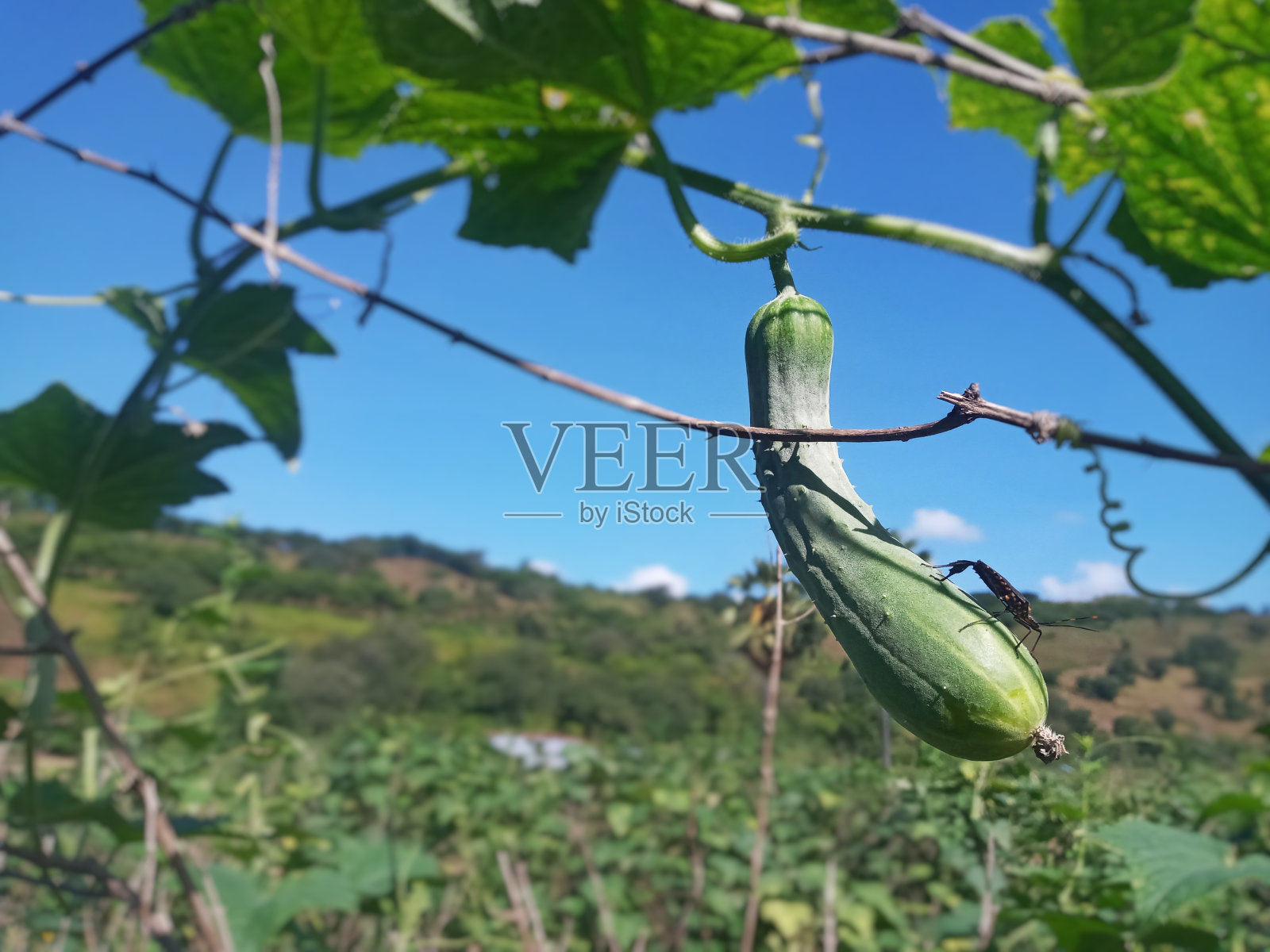 炎炎夏日黄瓜果实在树上的选择性聚焦照片摄影图片