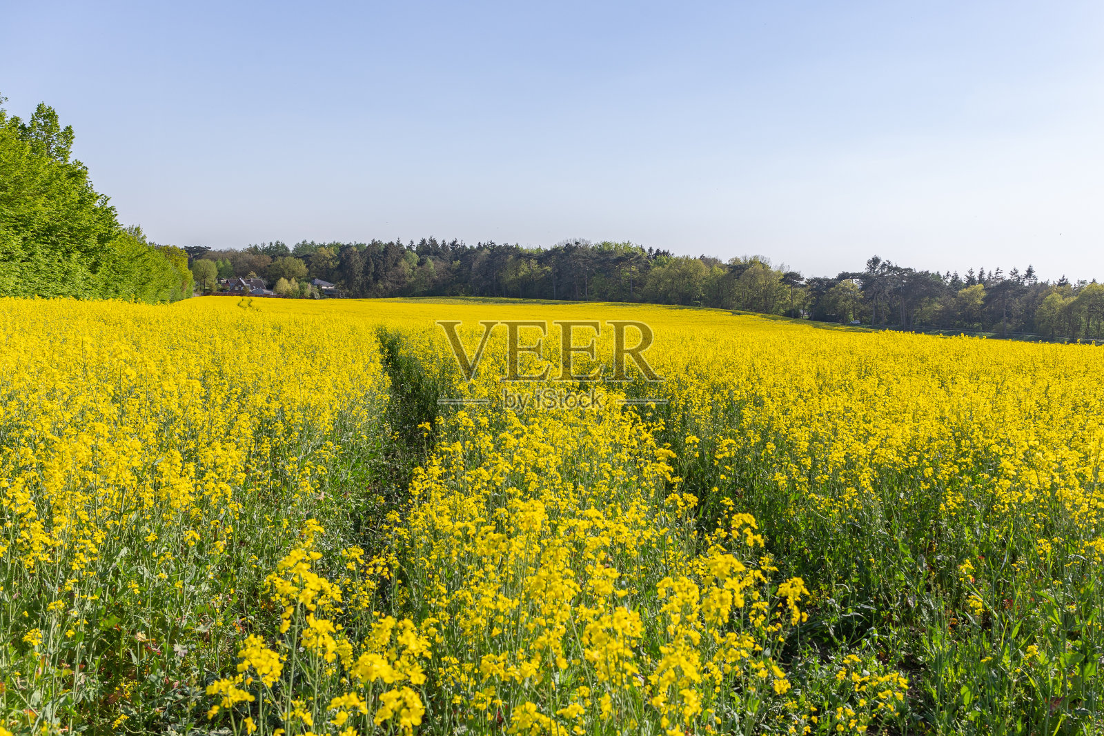 盛开的油菜地照片摄影图片