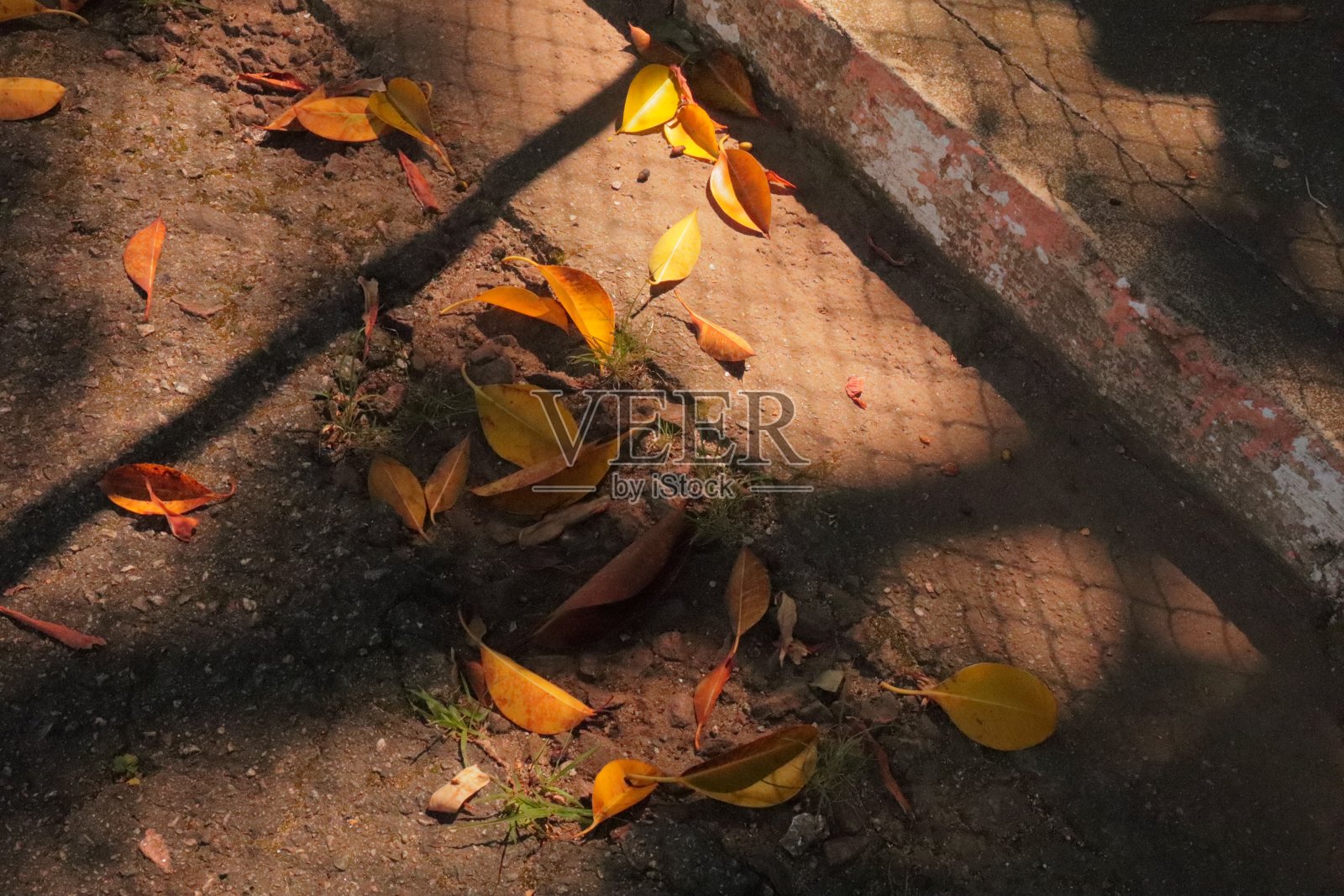 阳光照射下沥青上的干叶子照片摄影图片