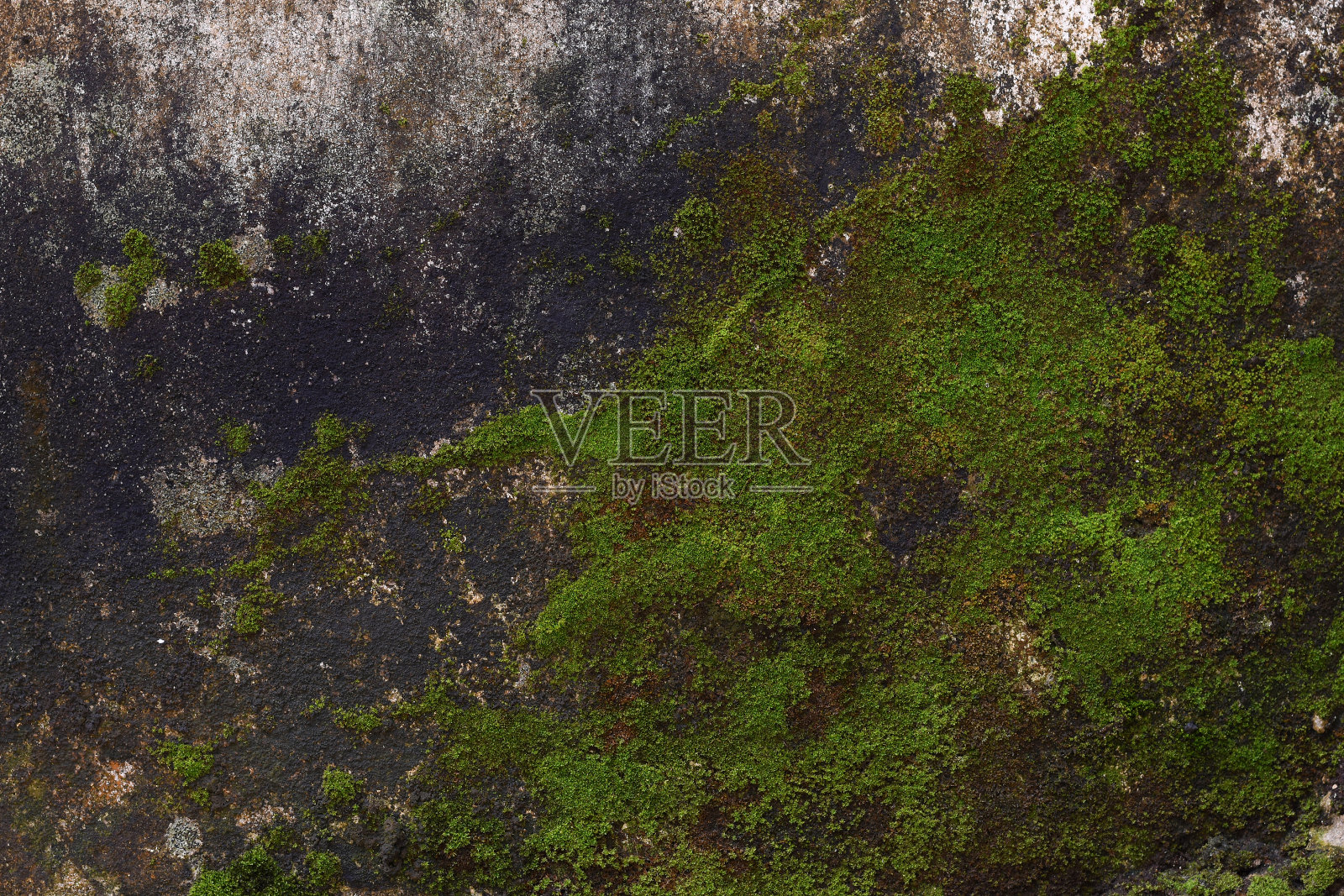 苔藓照片摄影图片