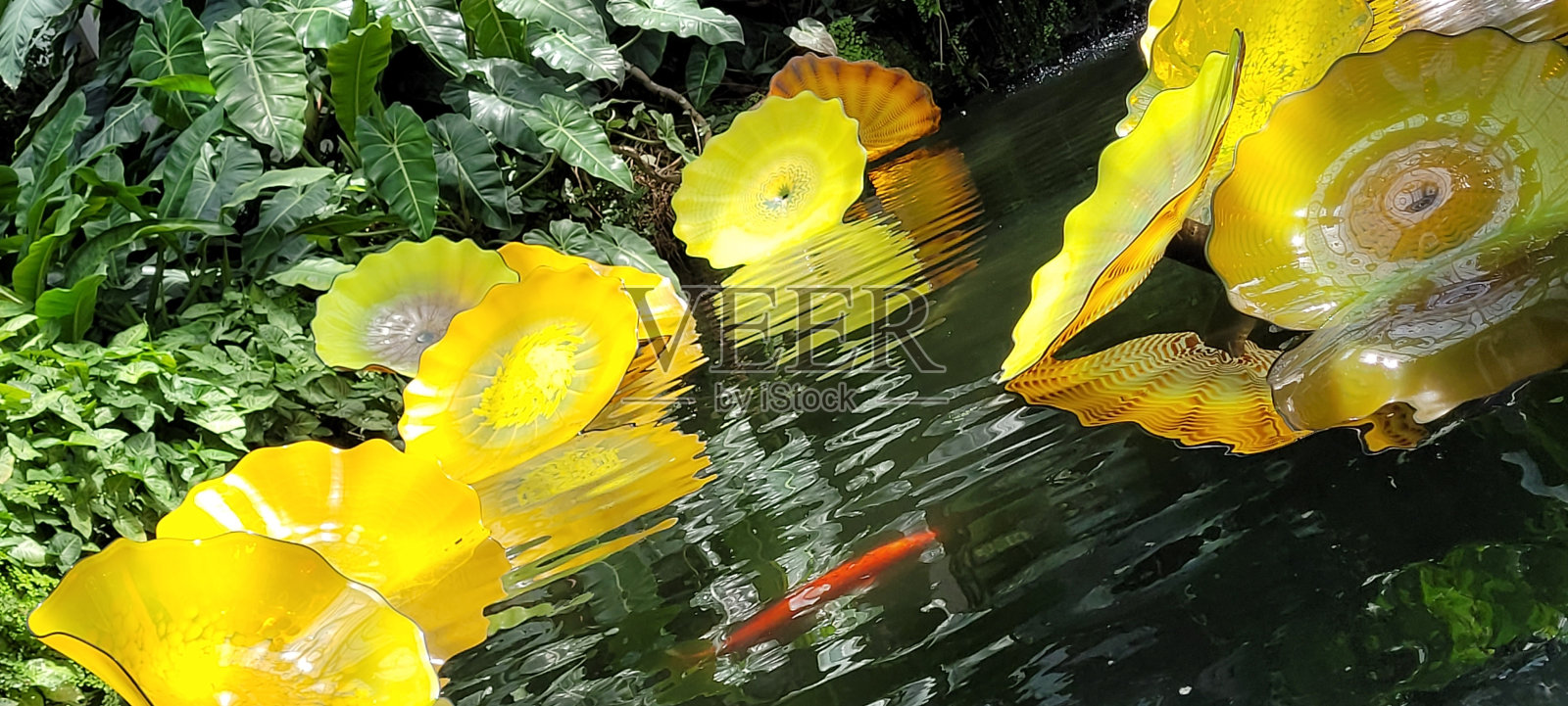 池塘。照片摄影图片