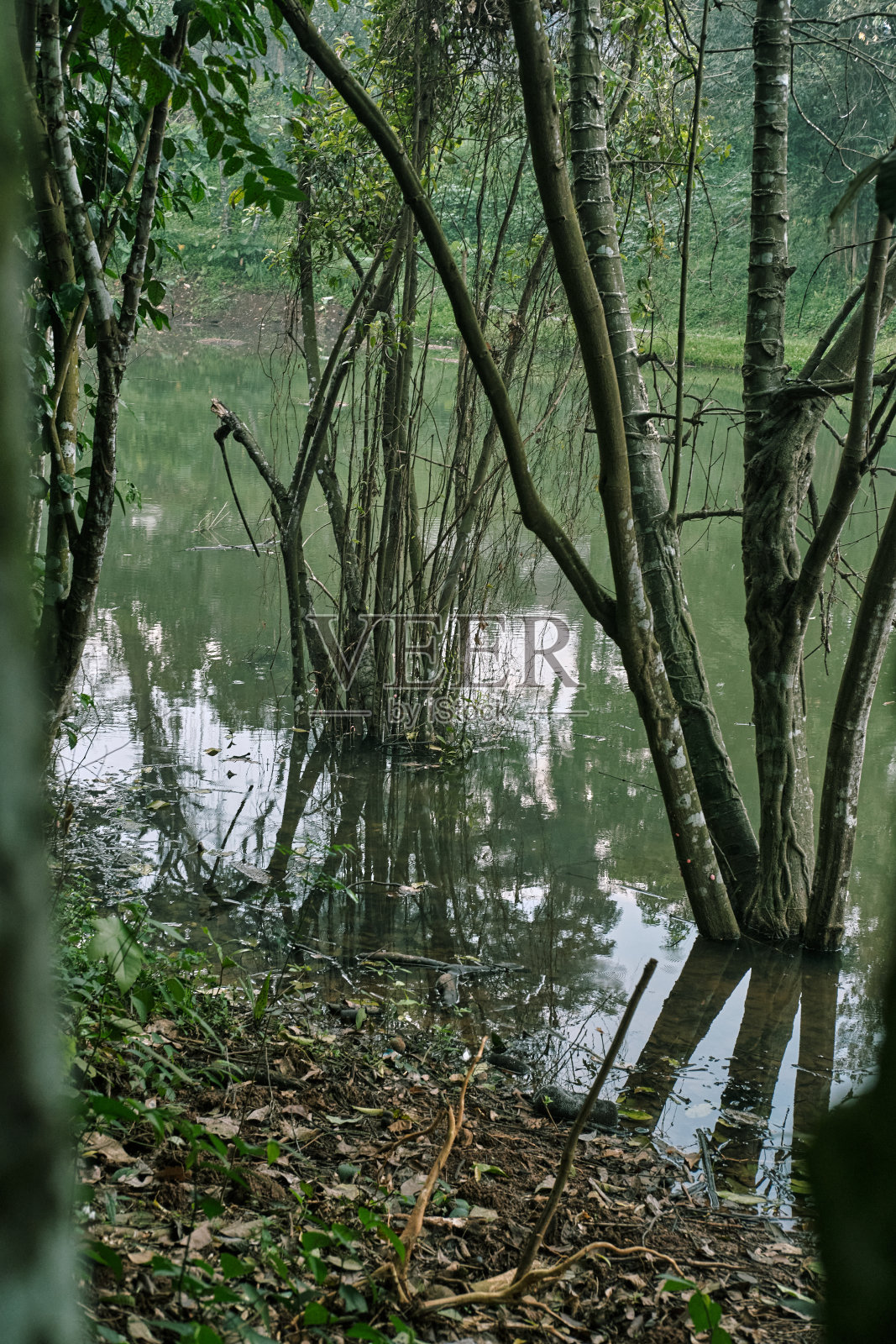 浸泡树照片摄影图片