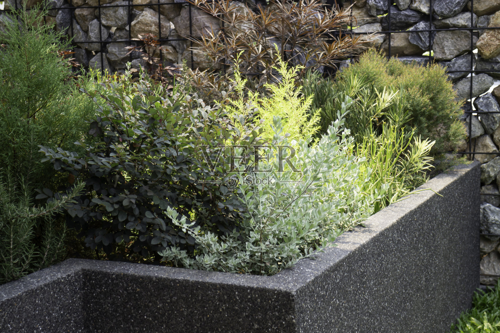 热带园林用植物石照片摄影图片