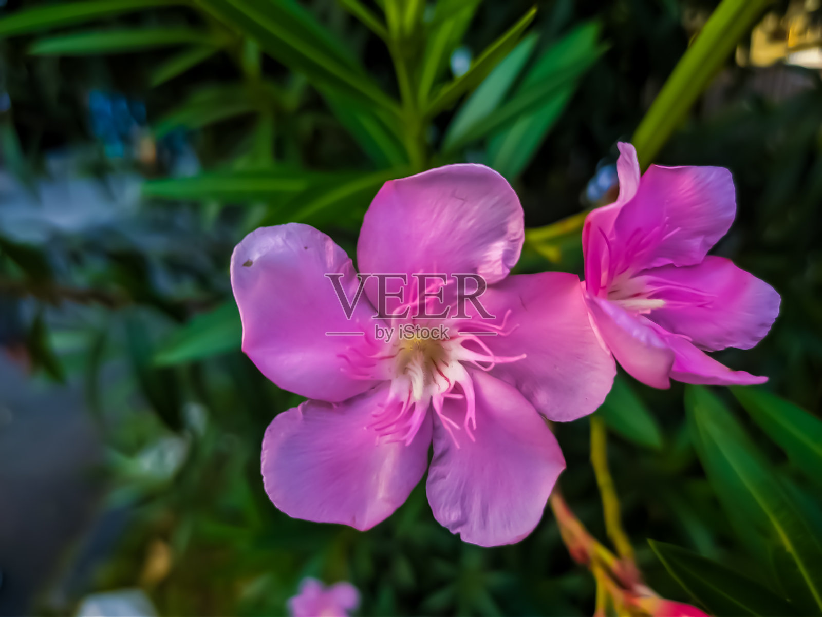 花园里的一朵花开得很漂亮照片摄影图片