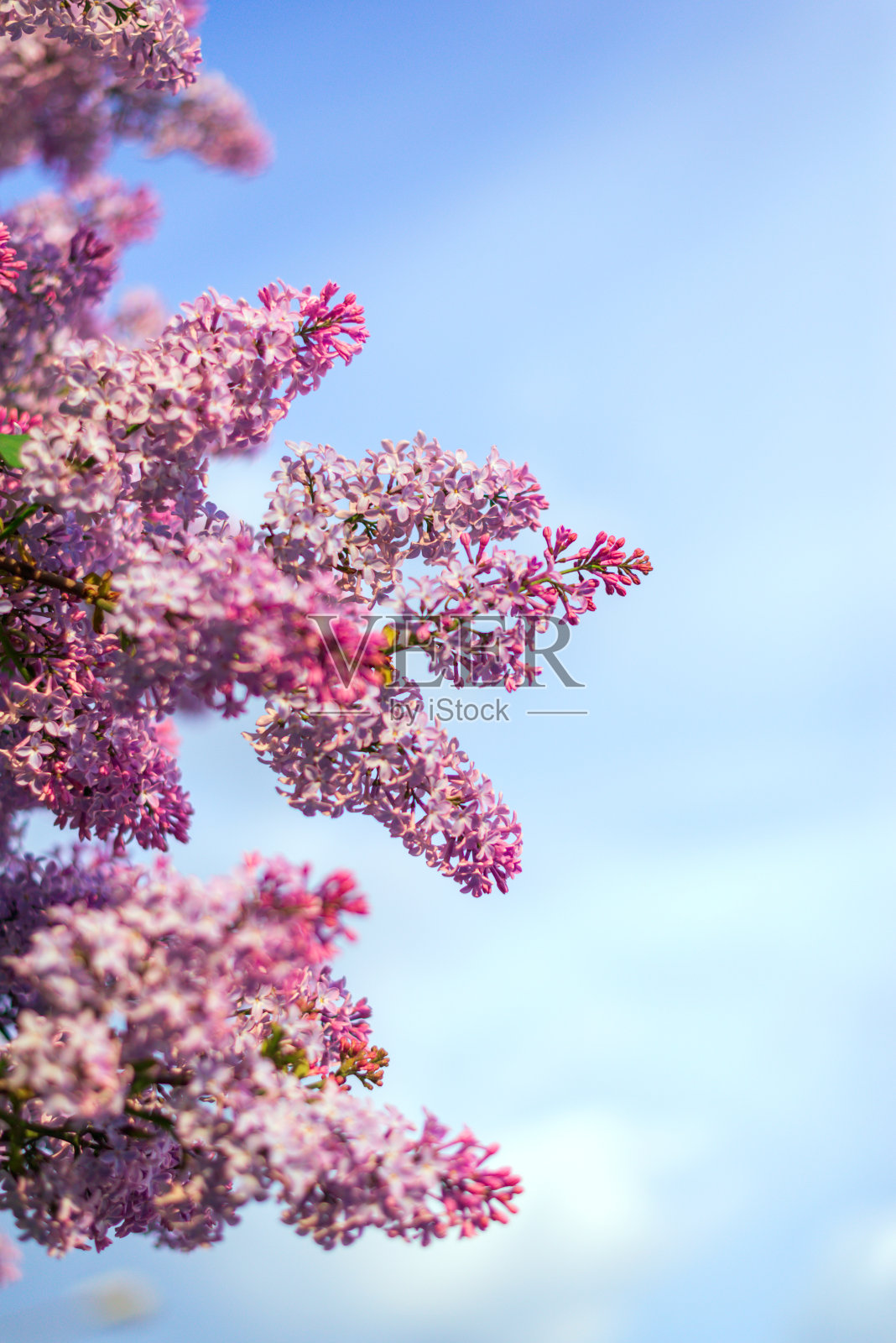 美丽的丁香枝映衬着天空照片摄影图片
