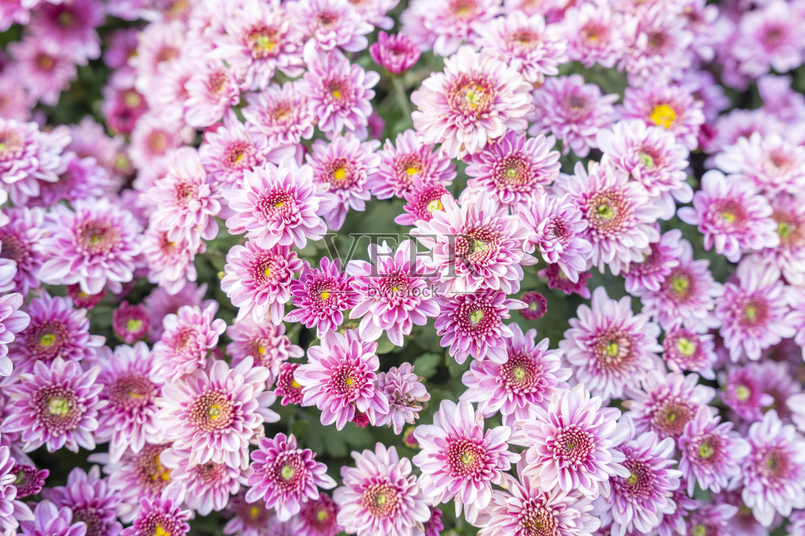 The Soft pink purple Chrysanthemum flowers nature abstract background.照片摄影图片