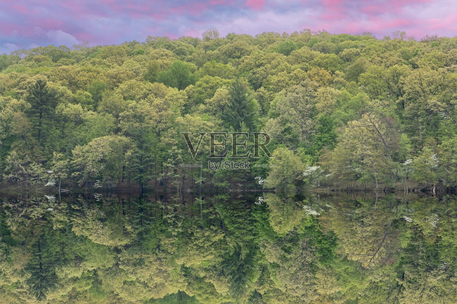 黎明厅湖的春光照片摄影图片