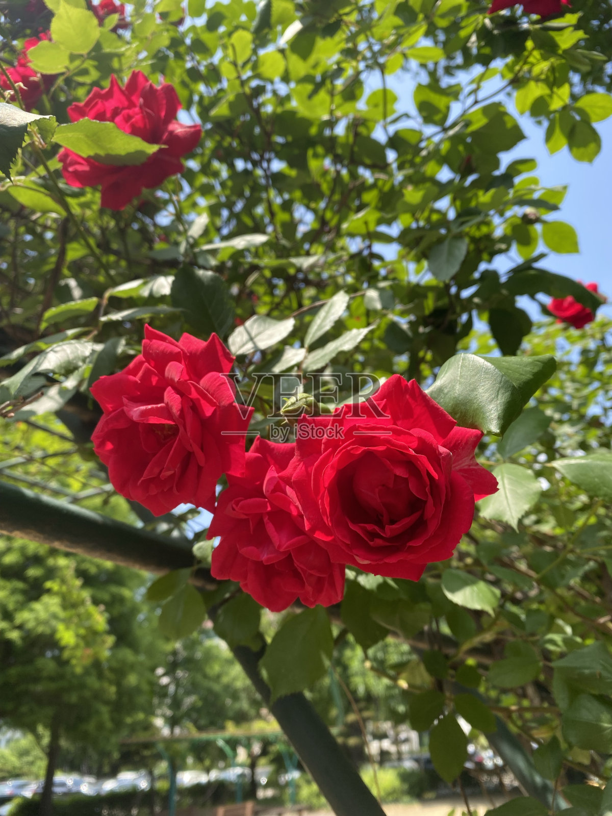 韩国首尔的红玫瑰照片摄影图片