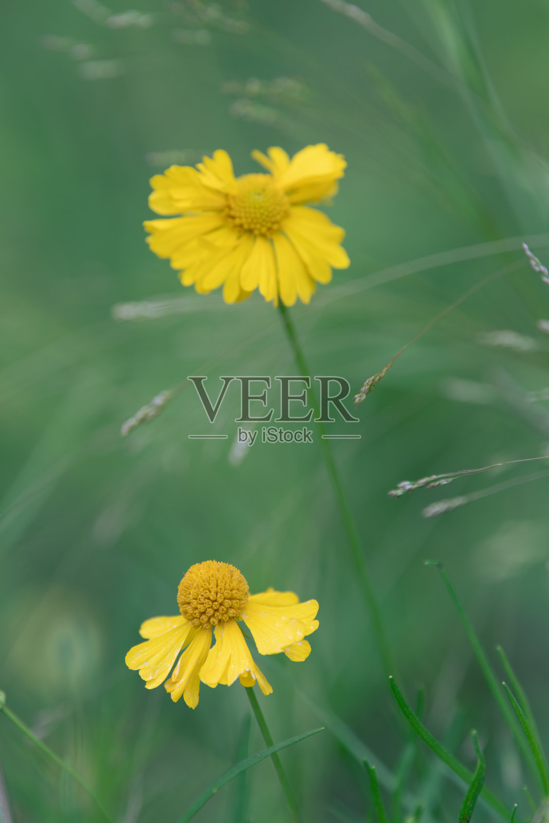 两朵鲜艳的黄色雏菊在风中摇曳。照片摄影图片